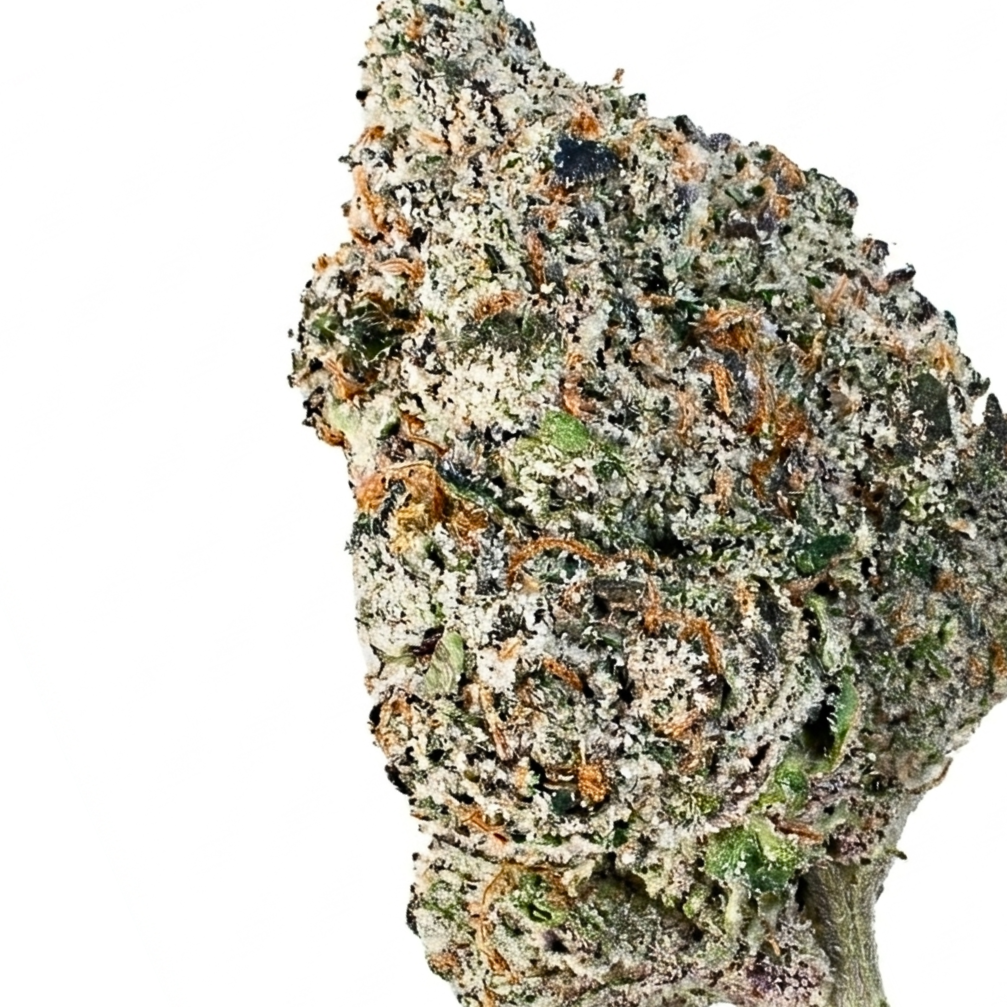Blue Zlushee (Hybrid)