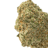 Koolato ( Indica )