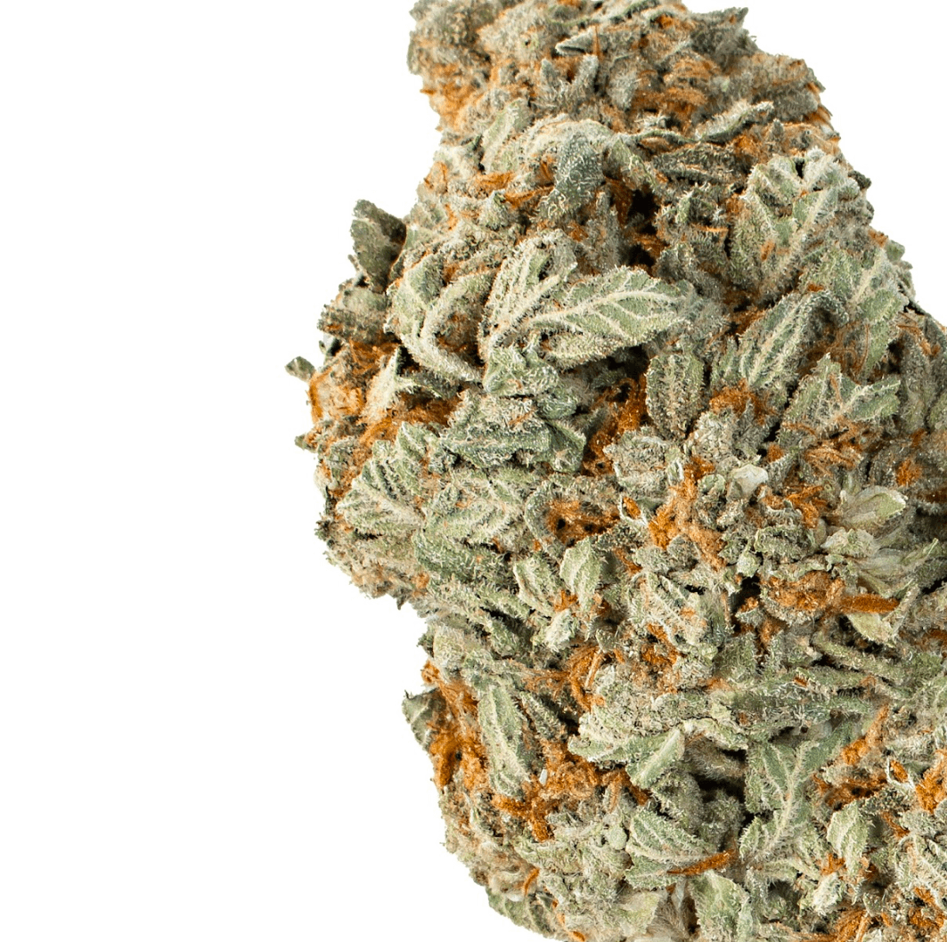 Sugar Halo (Hybrid)